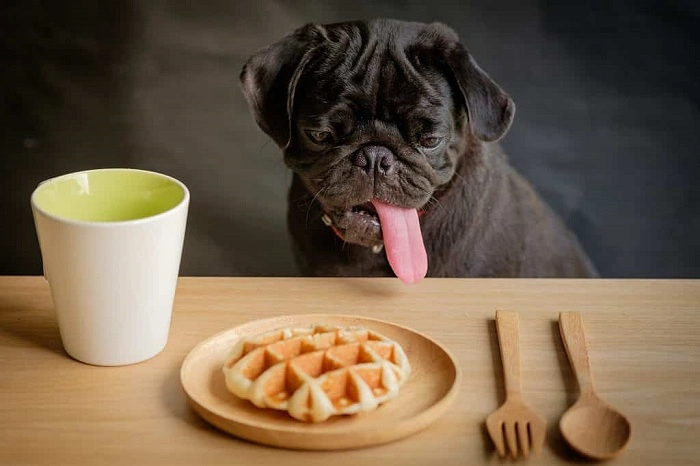 So Can Dogs Eat Waffles