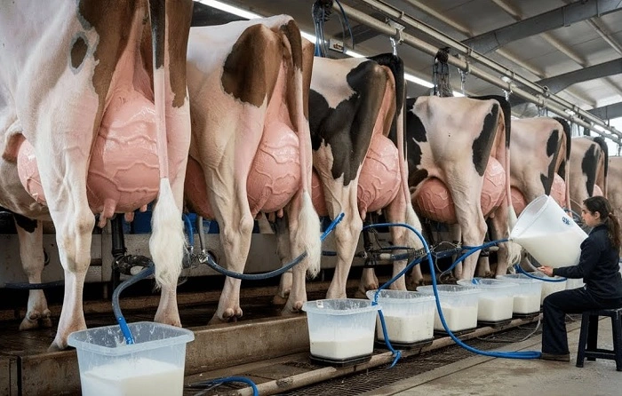 Make Dairy Fun and Approachable 1