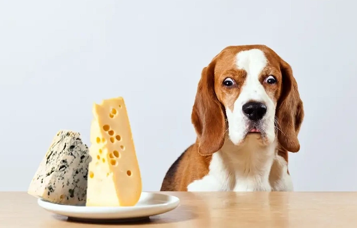 can dogs have parmesan cheese 3