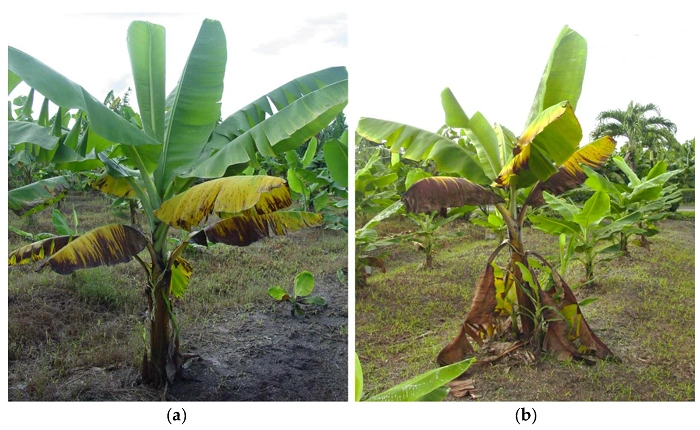 Common Errors with Banana da Terra