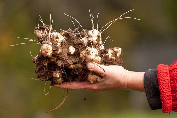 Mistakes with Jerusalem Artichoke